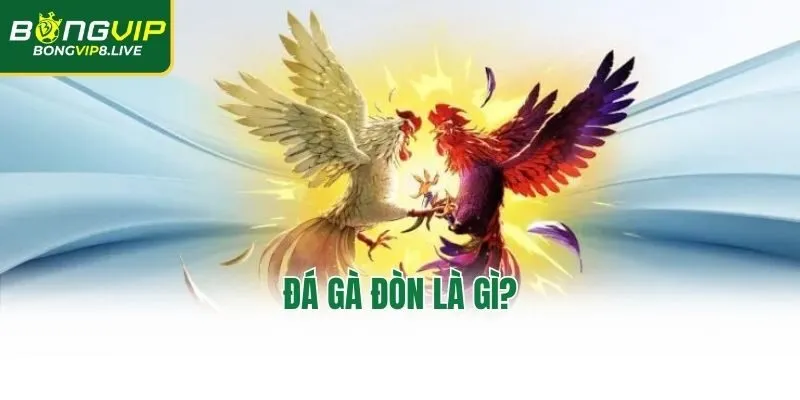 Đá gà đòn là gì?