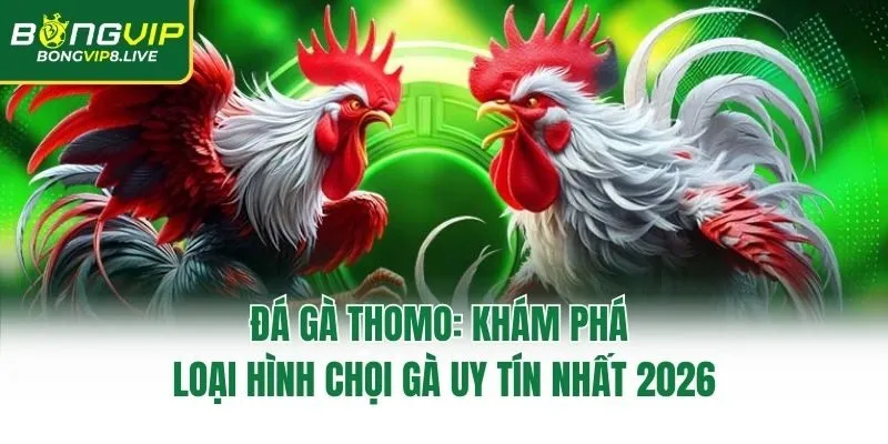 Đá Gà Thomo: Khám Phá Loại Hình Chọi Gà Uy Tín Nhất 2026