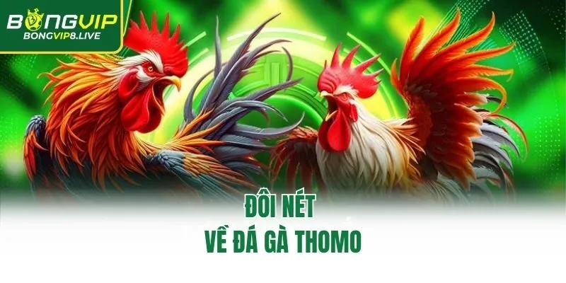 Đôi nét về đá gà Thomo