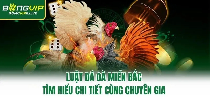 Luật Đá Gà Miền Bắc – Tìm Hiểu Chi Tiết Cùng Chuyên Gia