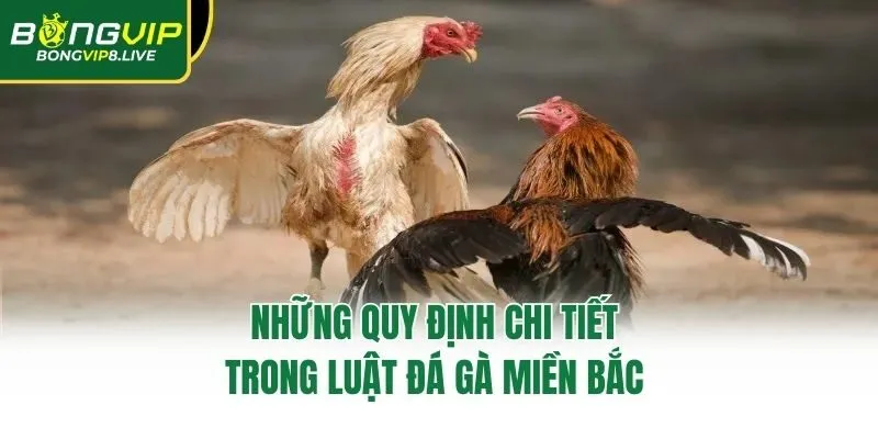 Những quy định chi tiết trong luật đá gà miền Bắc 
