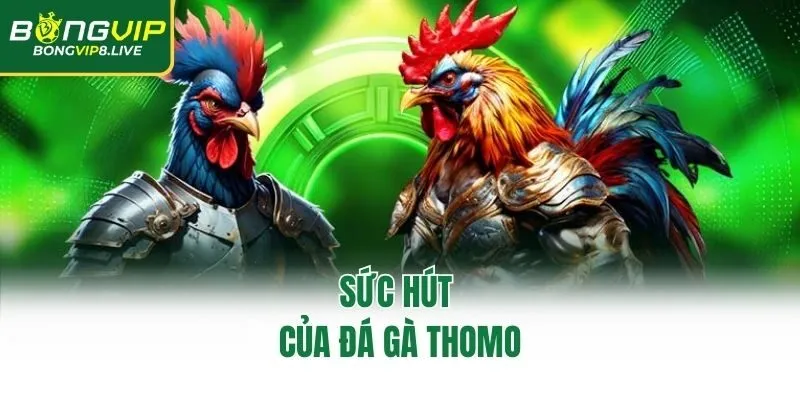 Sức hút của đá gà Thomo
