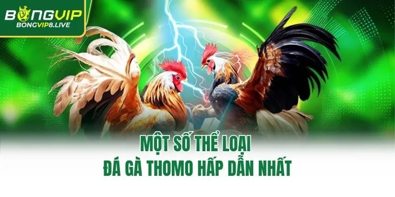 Một số thể loại đá gà Thomo hấp dẫn nhất